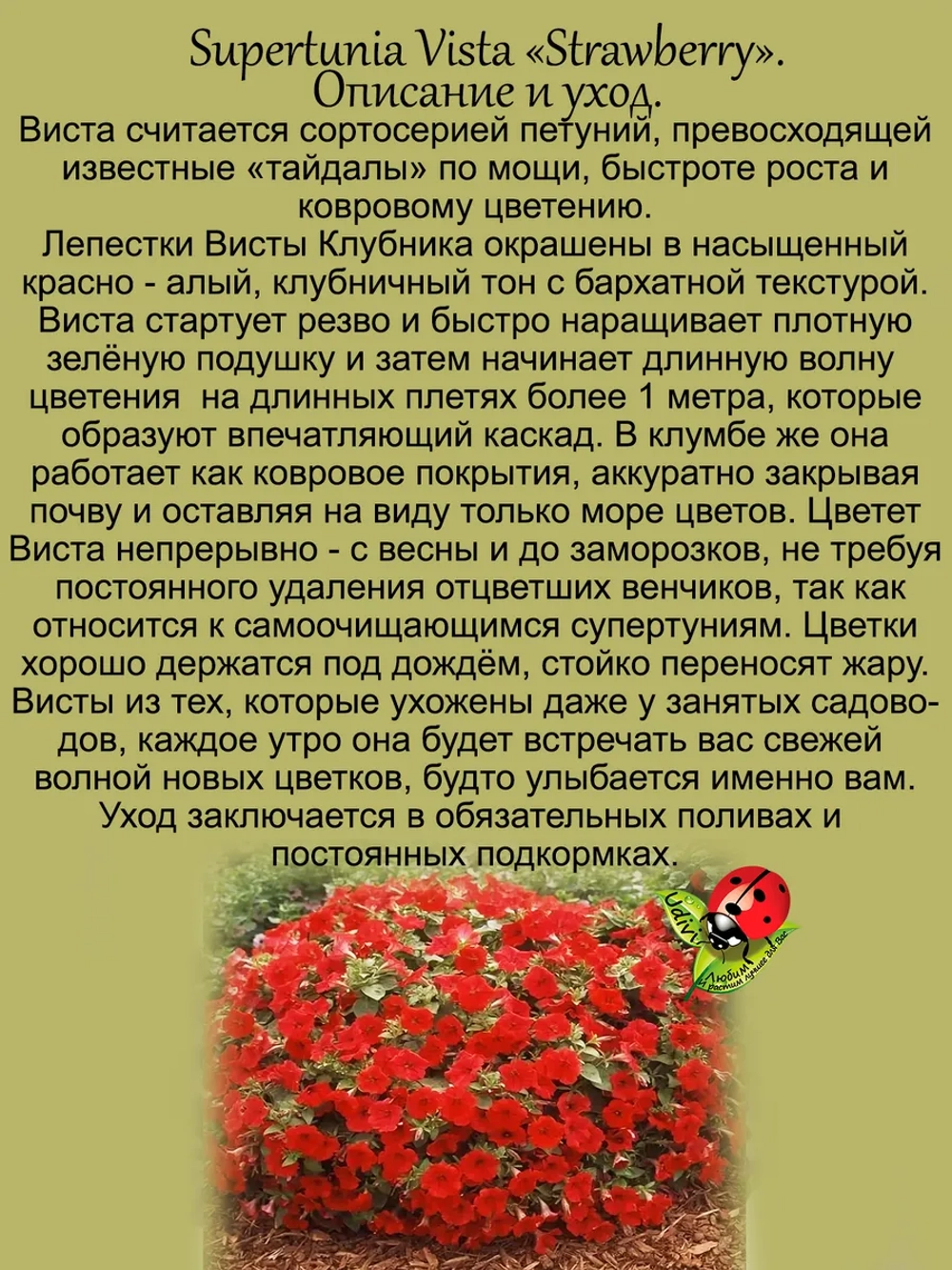 Петуния Клубника Супертуния Виста Строббери