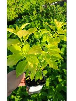 Гортензия метельчатая Санлайт (Hydrangea paniculata 'Sunlight' )