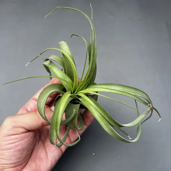 Тилландсия brachycaulos x streptophylla, атмосферное растение