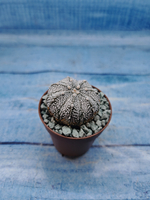 Astrophytum Asterias "Super Kabuto" (Астрофитум)