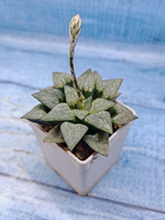 Haworthia Comptoniana hyb. (Хавортия)