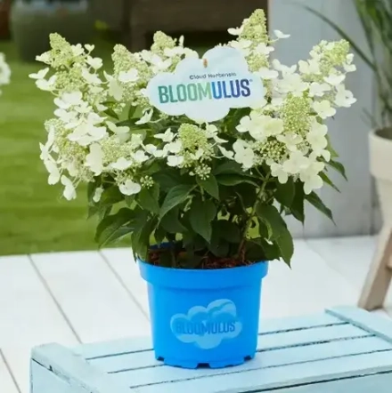 Кумулус Облачная серия (Bloomulus Cumulus) р9 (0.5л.) август-сентябрь 2026