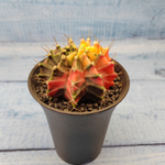 Gymnocalycium Variegata (Гимнокалициум Вариегатный)