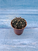 Gymnocalycium Friedrichii (Гимнокалициум)