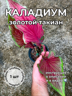 Каладиум Золотой Такиан клубень