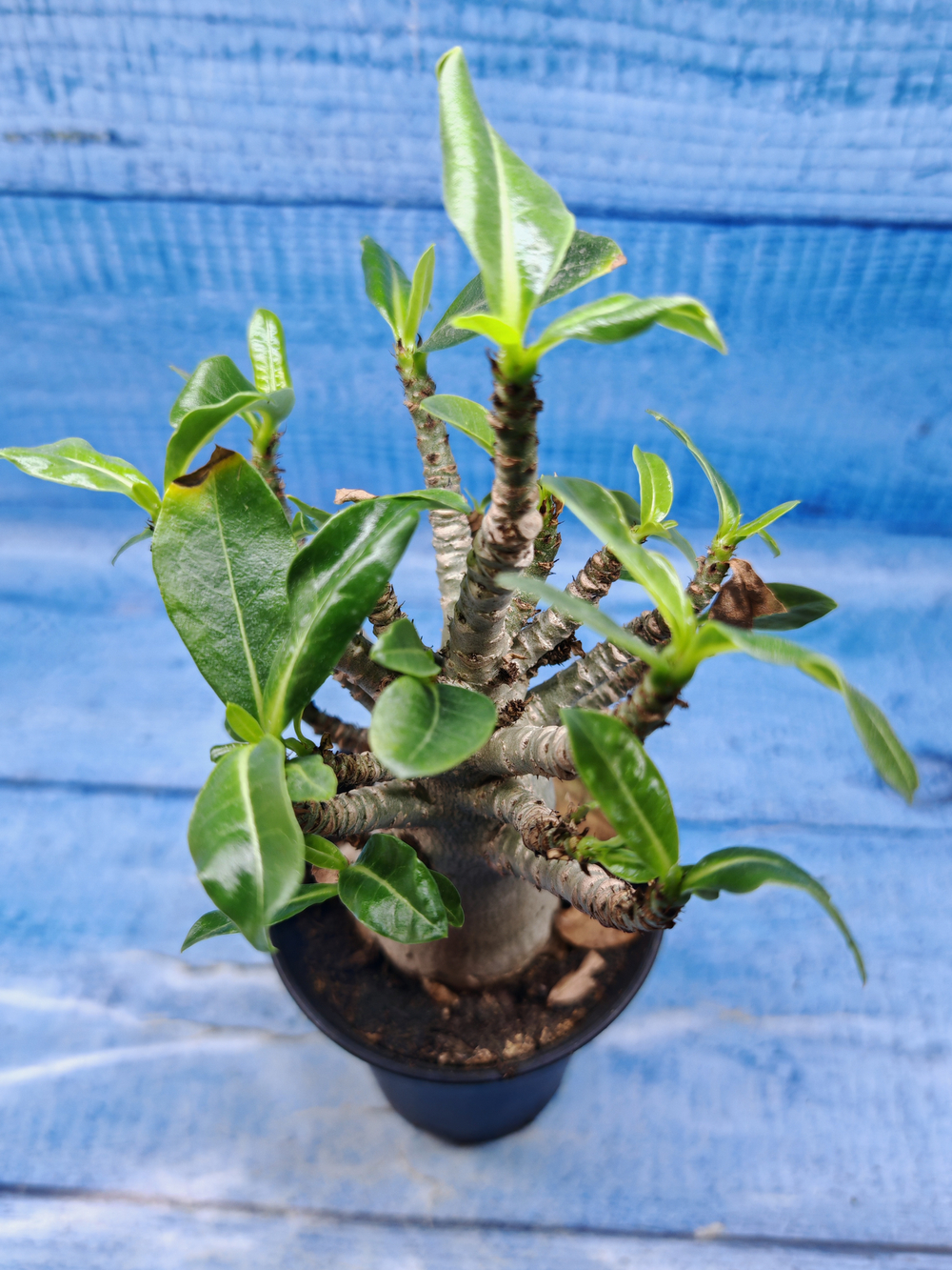 Adenium Baobab (Адениум)