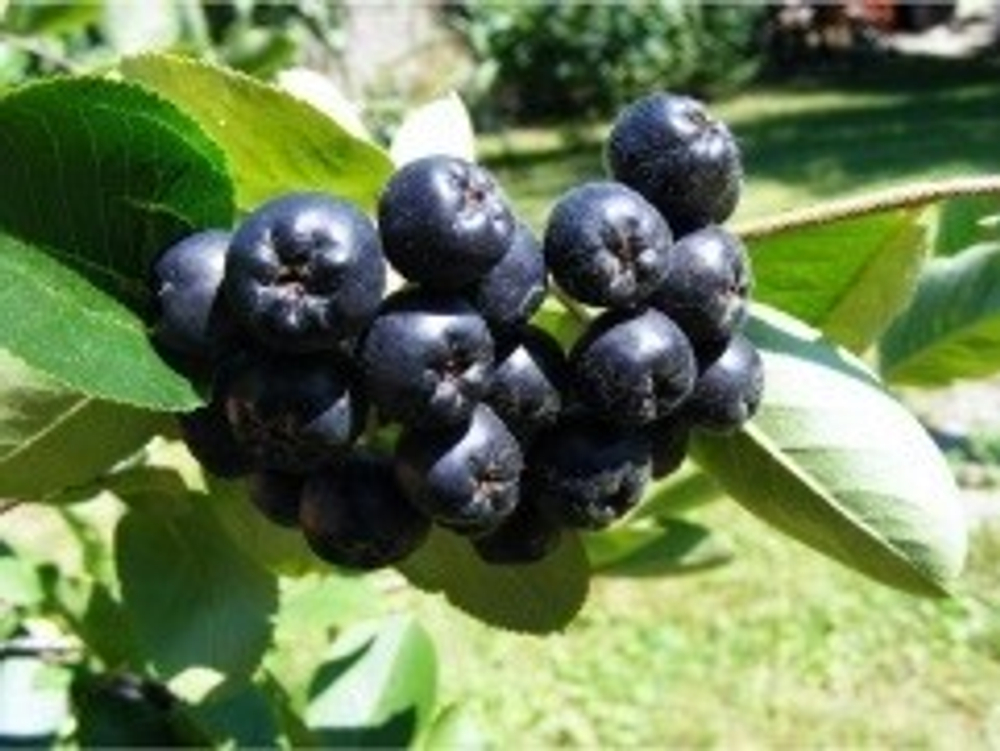 Черноплодная рябина (арония) (окс)