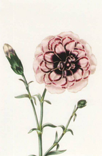 100 Flowers: One Hundred Postcards from the Royal Horticultural Society
