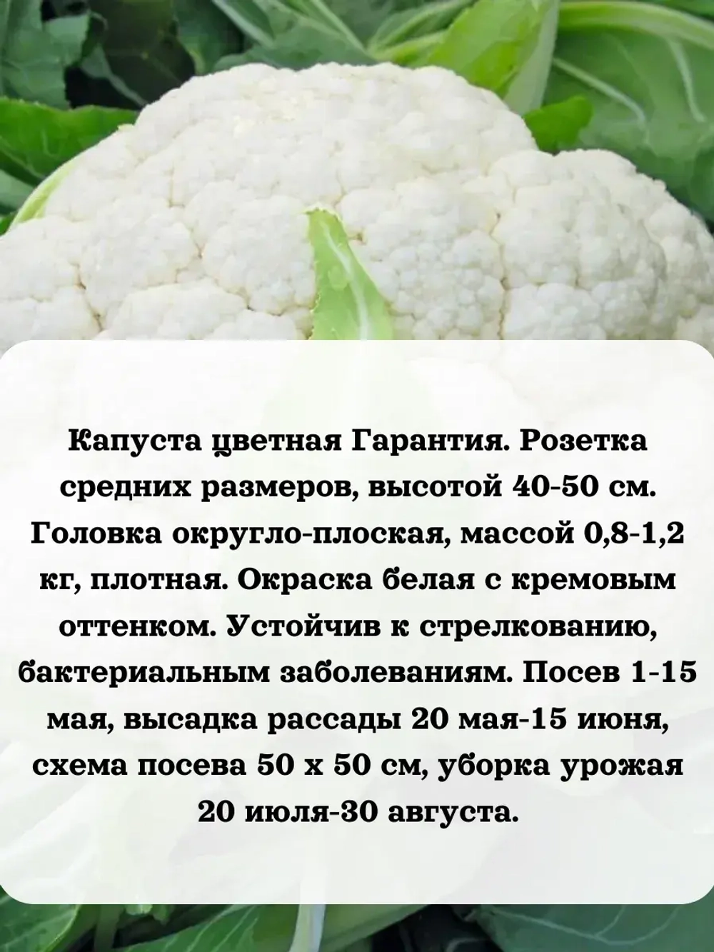 Семена Капуста цветная Гарантия 5гр