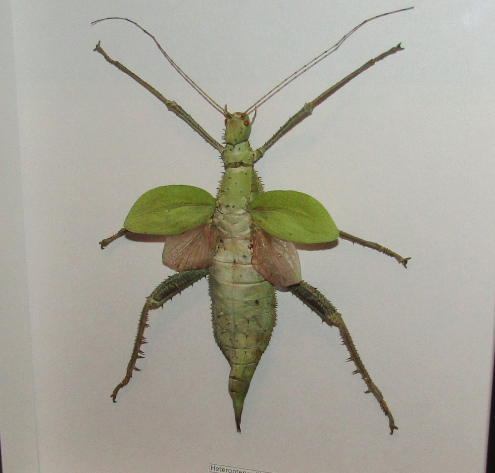 Палочник Heteropterix dilatata в рамке