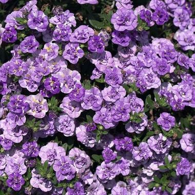 19239 Калибрахоа MINIFAMOUS NEO DOUBLE LOOPY LAVENDER (ОСЕНЬ 2025)