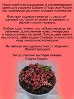 Седум очиток Коралл яркий