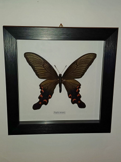 Бабочка Papilio elwesi в рамке