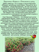 Брусника садовая Коралл саженцы два урожая