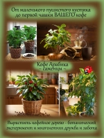 Кофе Арабика саженцы