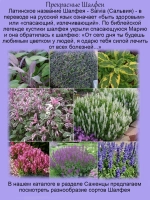 Шалфей Шнеехюгель белый Снежный холм Сальвия