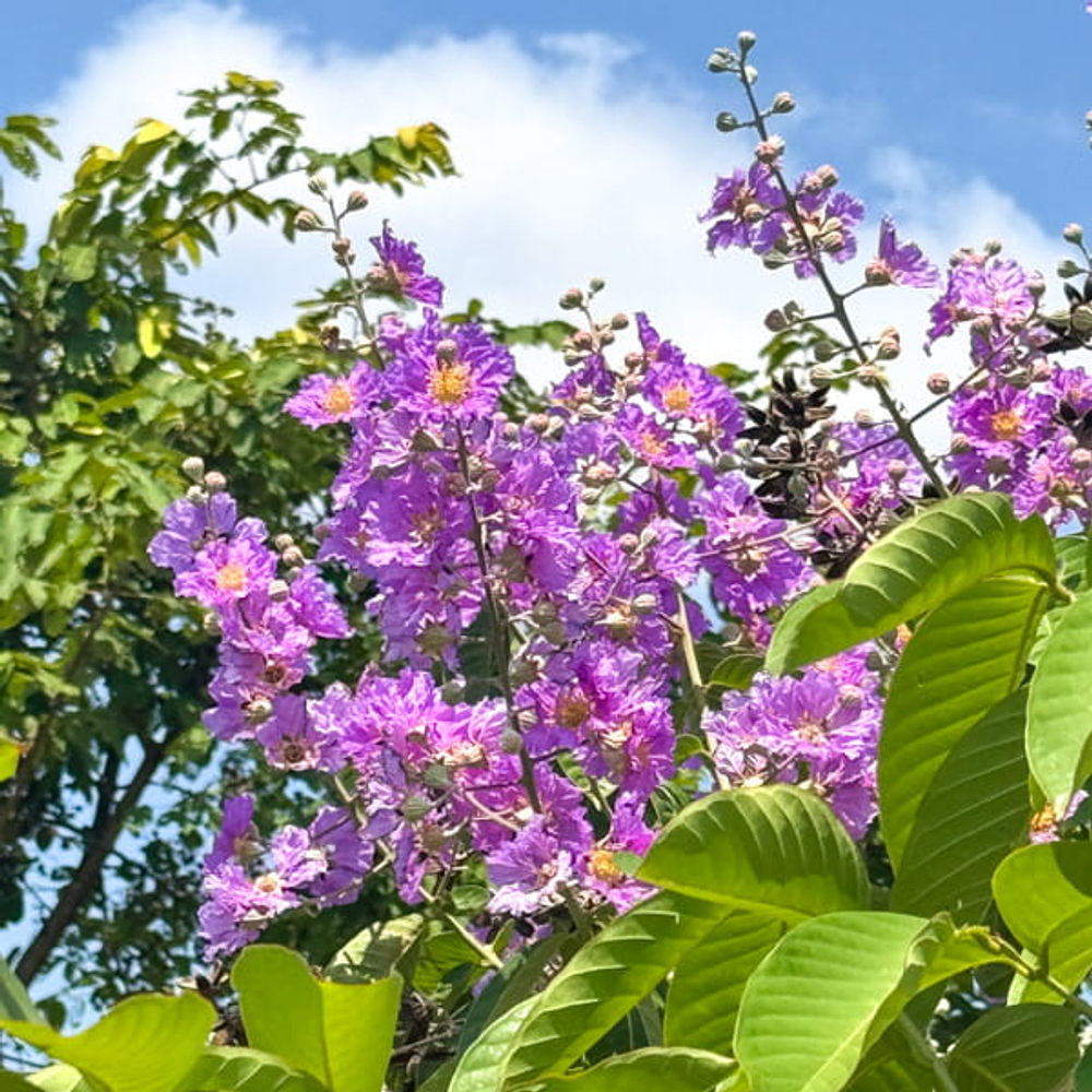 Лагерстремия обильноцветущая – Lagerstroemia floribunda (29)