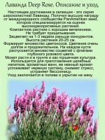 Лаванда Дип Роуз широколистная розовая многолетняя