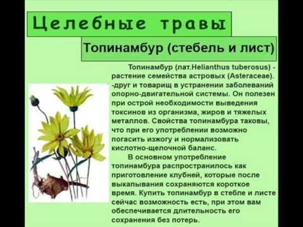 Топинамбур клубни