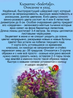 Клематис Сёдертелье неукрывной