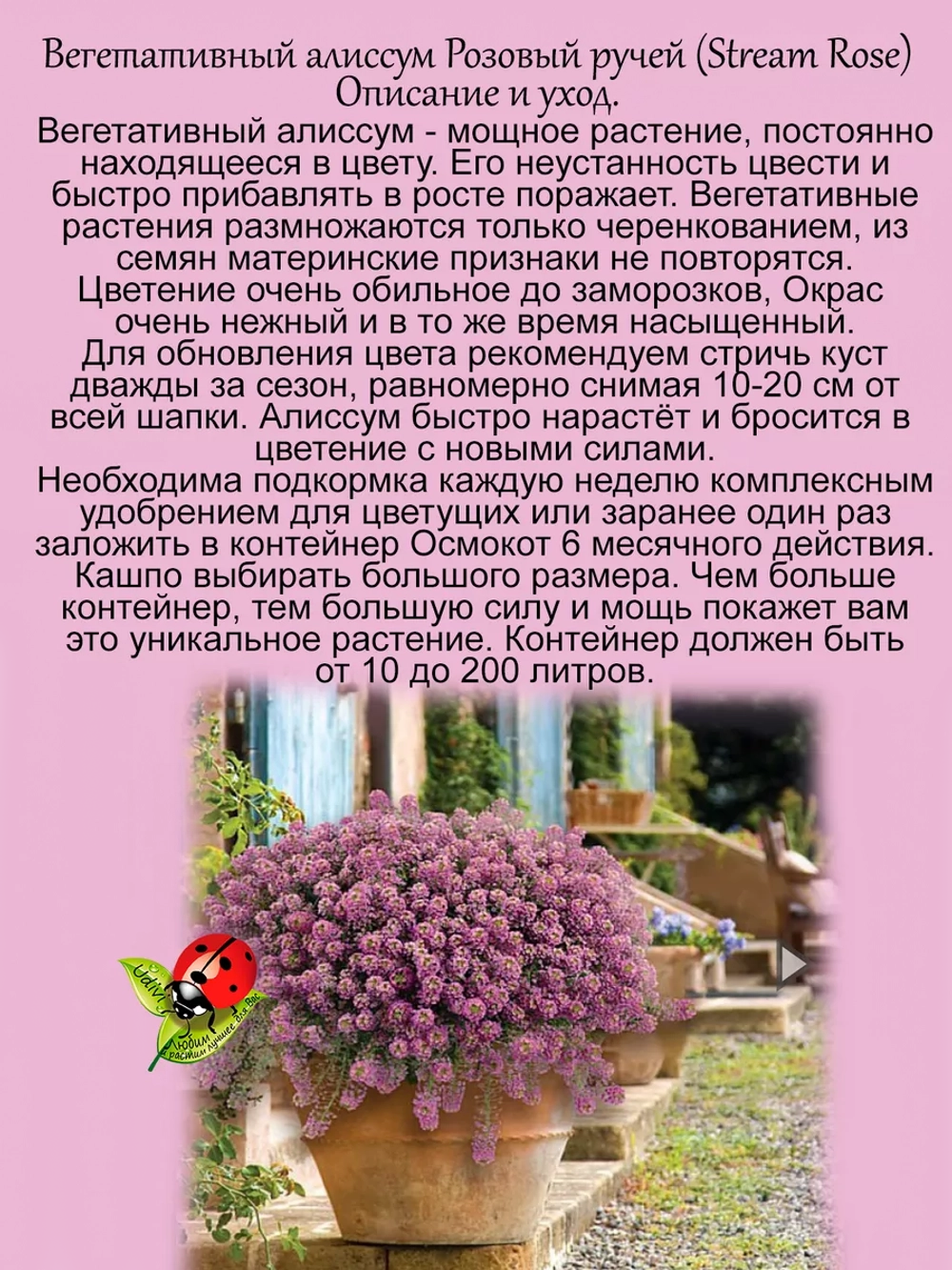 Алиссум Розовый ручей вегетативный лобулярия