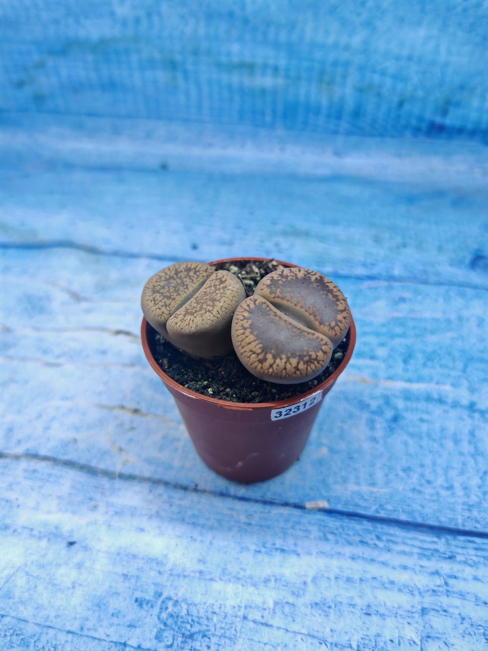 Lithops sp. (Литопсы)