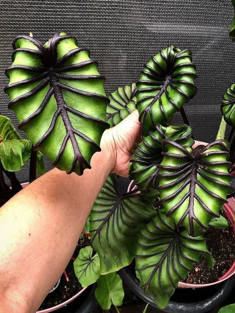 Колоказия Маска Фараона (Colocasia Pharao's Mask) корневище
