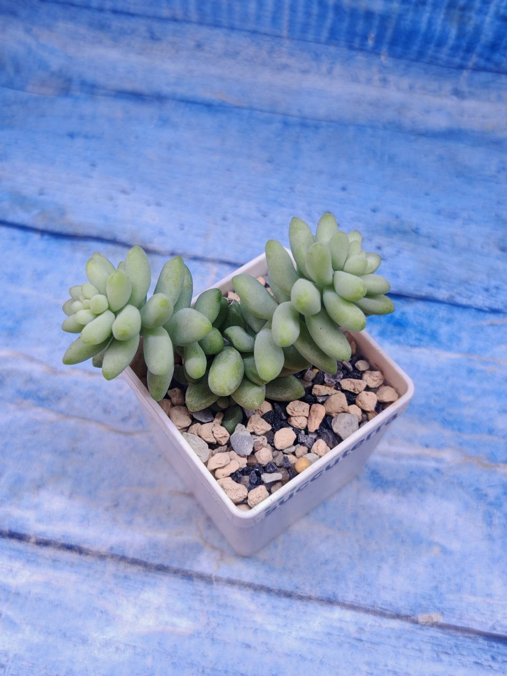 Sedum Burrito (Седум)
