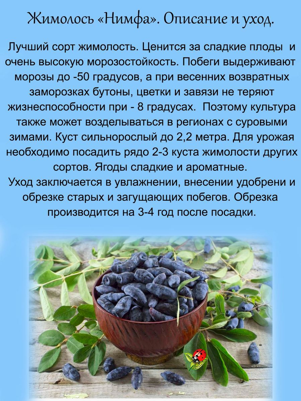 Жимолость Нимфа съедобная сладкая