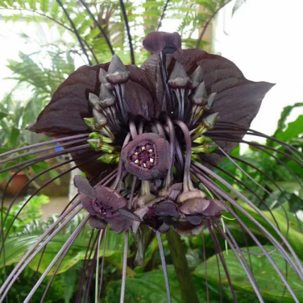 Такка Черная (Tacca Chantrieri) САМОВЫВОЗ