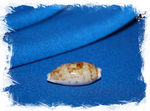 Ципрея терес (Talostolida teres)