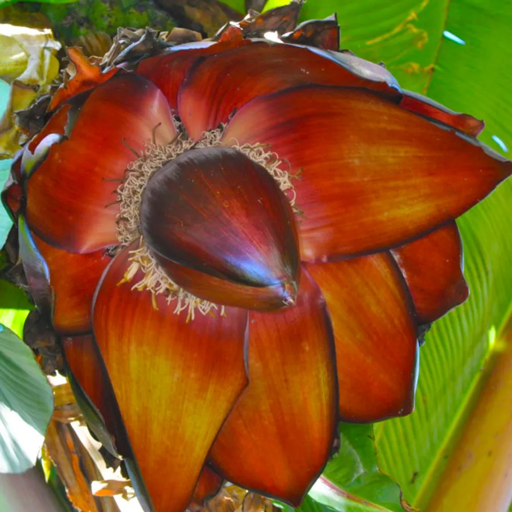 Энсета вздутая (Ensete ventricosum) — семена, 2 шт.
