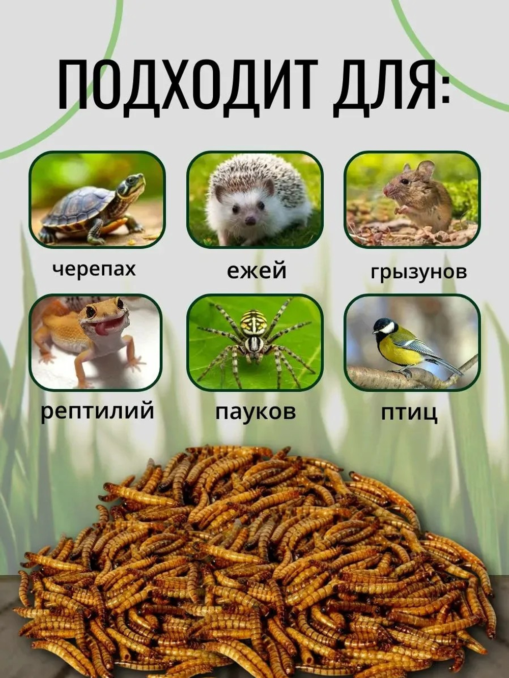Мучной червь консервированный ONTO, 40 г