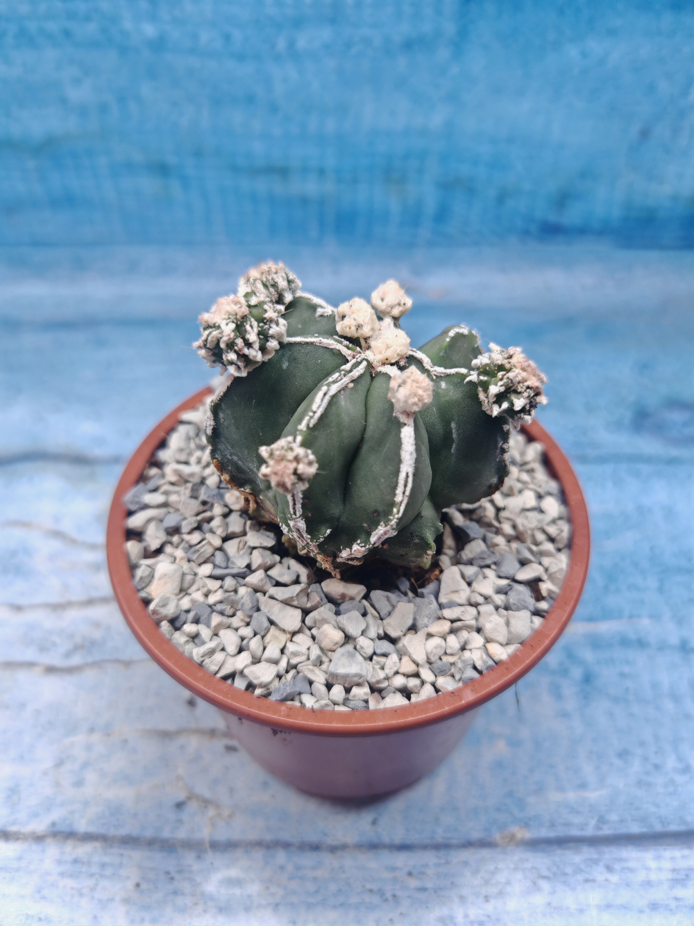 Astrophytum Myriostigma "Hakujo Fukuryu" (Астрофитум)