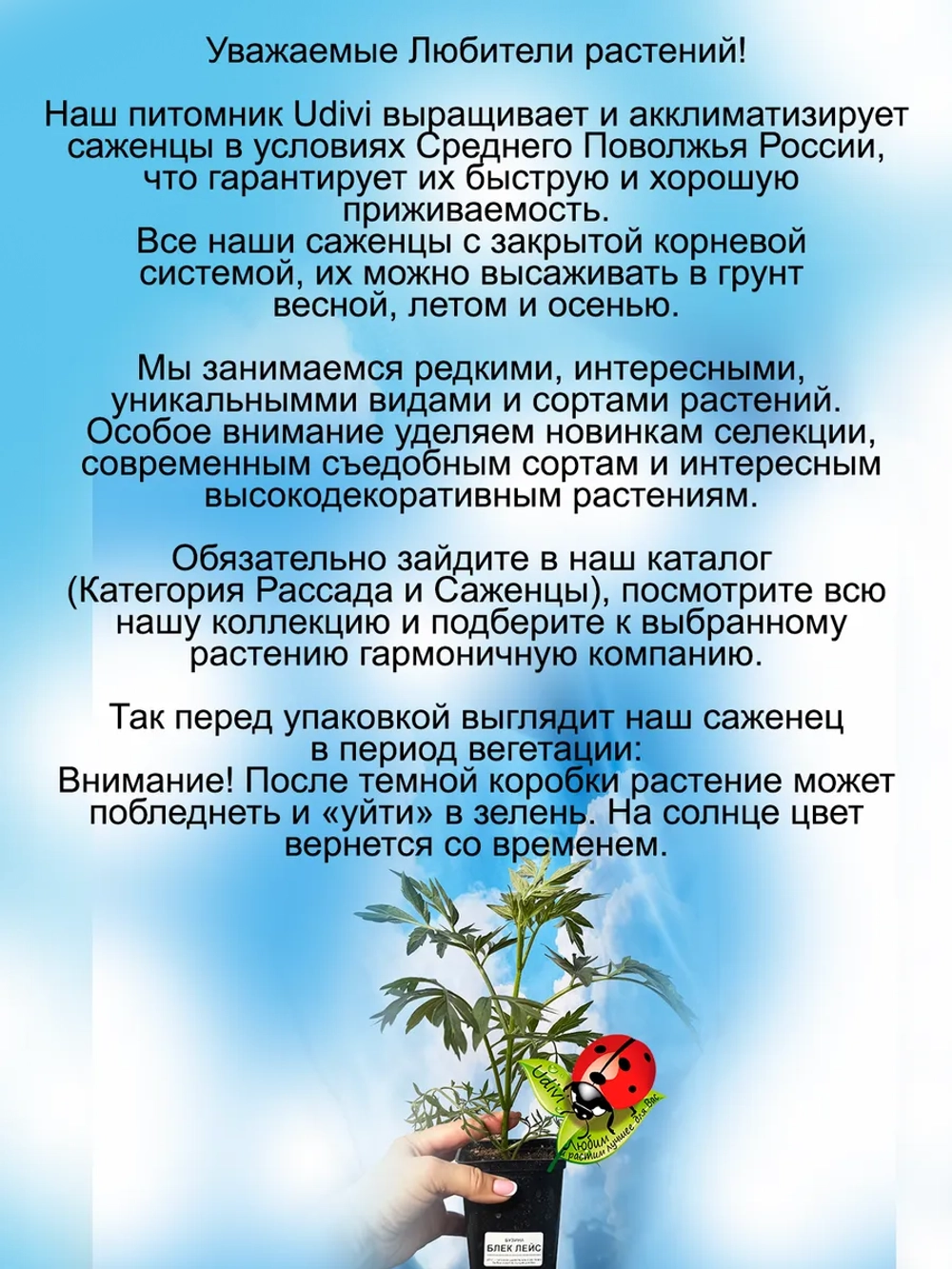Бузина черная Блек Лейс Черное кружево