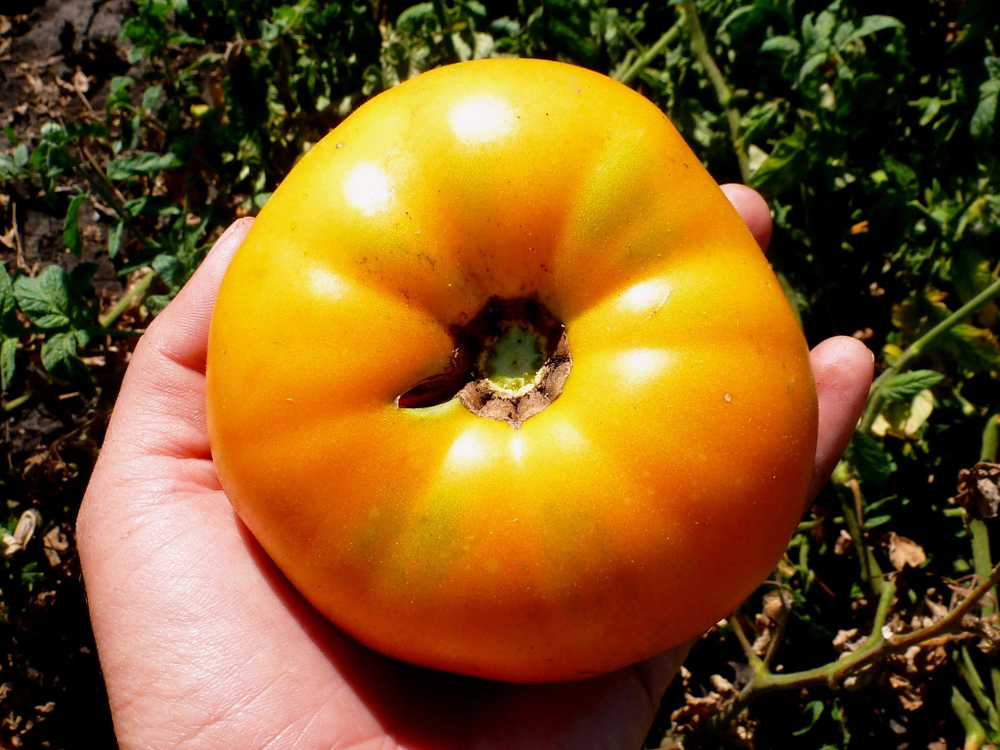 Помидоры Граф Орлов (Orlov Yellow Giant)
