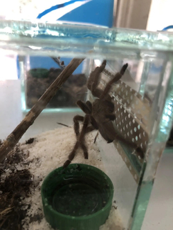 Паук древесный Psalmopoeus cambridgei н/о L6-7