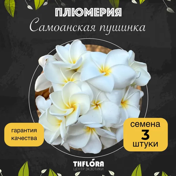 Плюмерия "Самоанская пушинка" — семена, 3 шт.
