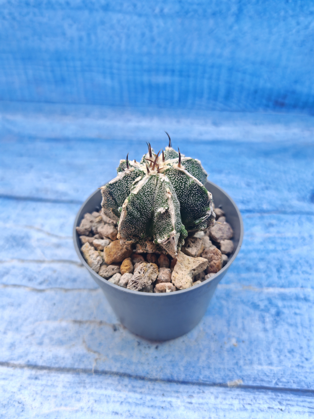 Astrophytum Myriostigma Fukuryu (Астрофитум)