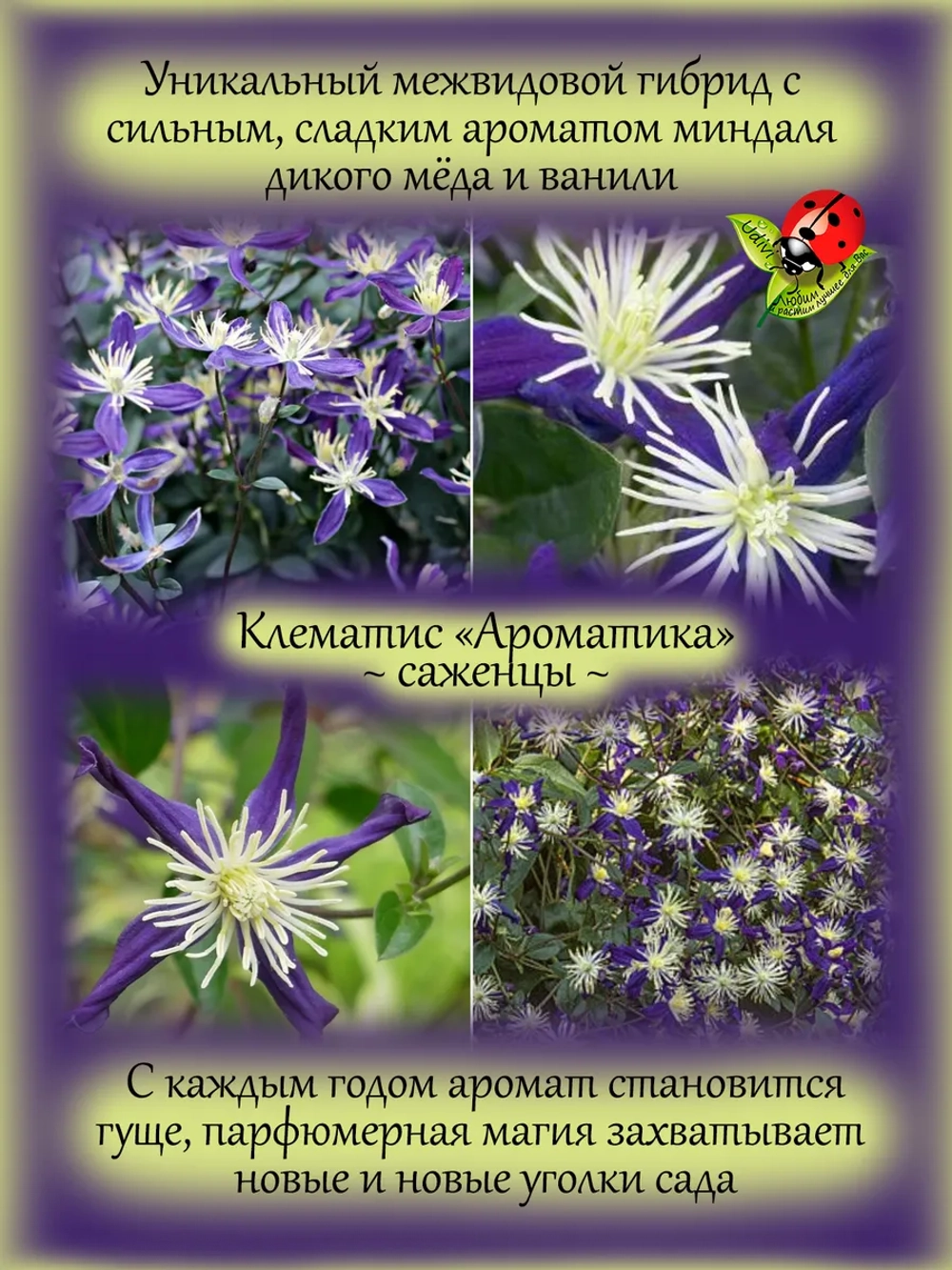 Клематис Ароматика парфюмированный
