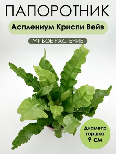 Асплениум Криспи Вейв D9. Папоротник живой комнатный