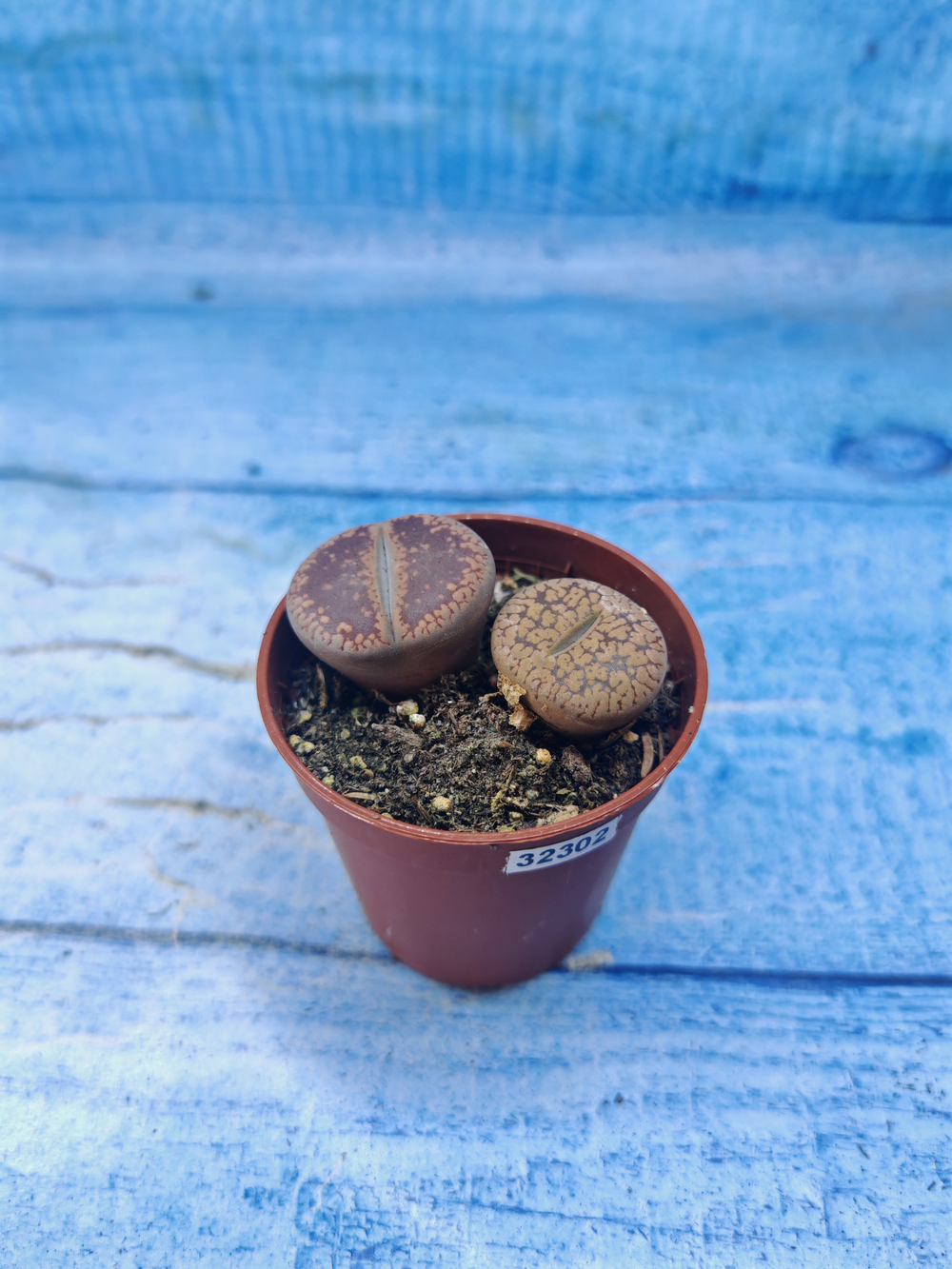 Lithops sp. (Литопсы)