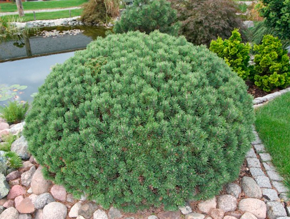 Cосна pinus mugo Minimops