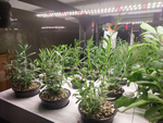 Ситиферма Greenbar LUX-5 ПАК для выращивания зелени, пряных трав