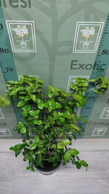 Eugenia Uniflora