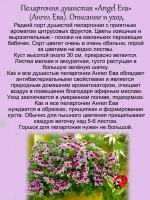 Пеларгония Ангел Ева с ароматом цитрусовых фруктов