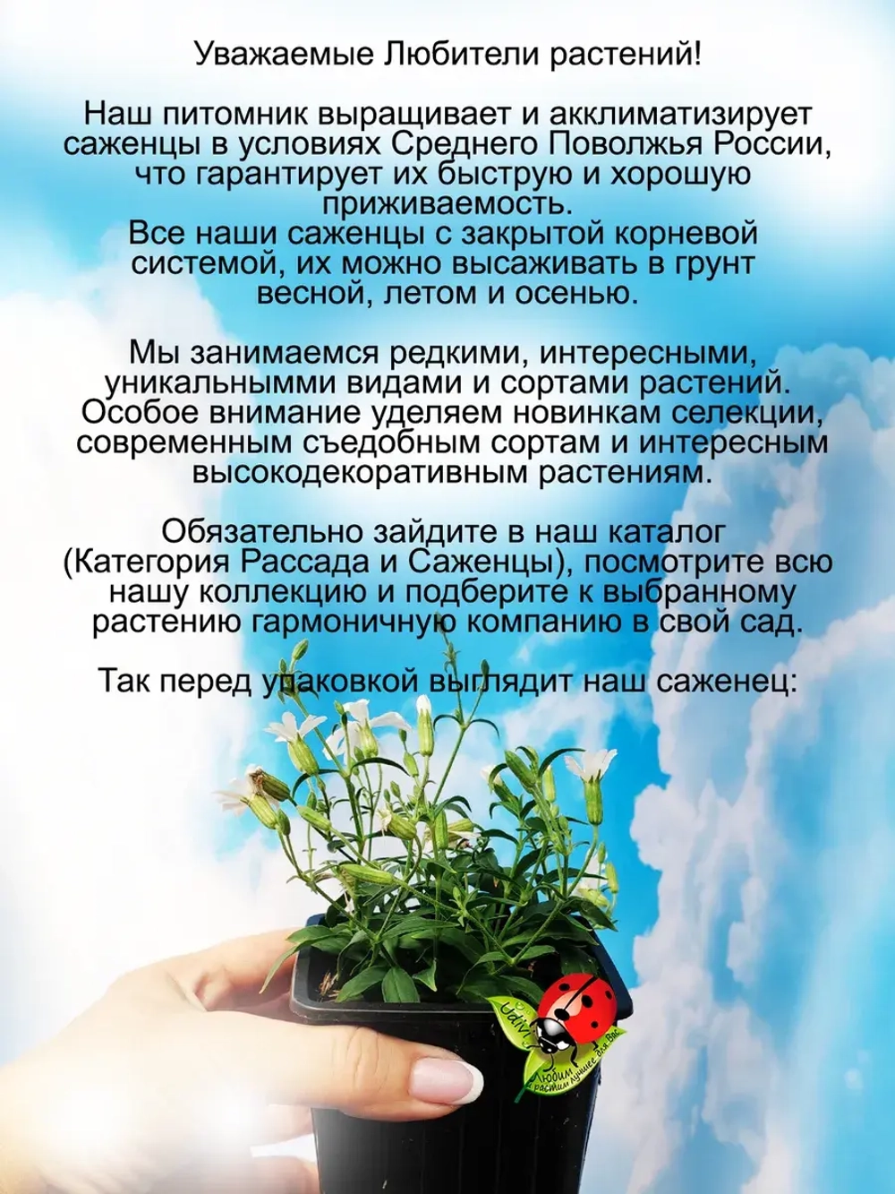 Смолевка Силки Вайт ампельная почвопокровная