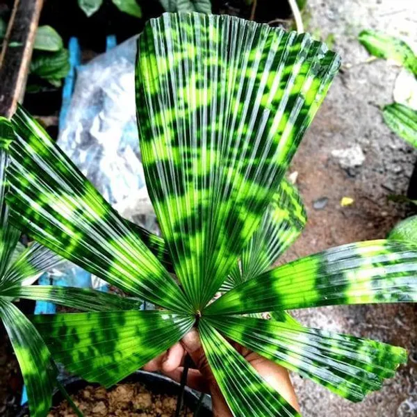 Ликуала мапу (Licuala 'Mapu' sp Kalimantan Mottled) семена 5 шт