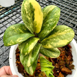 Замиокулькас DWARF VAR 1 leaf