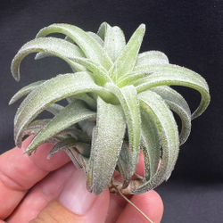Тилландсия ionantha var. vanhyningii Jumbo, атмосферное растение